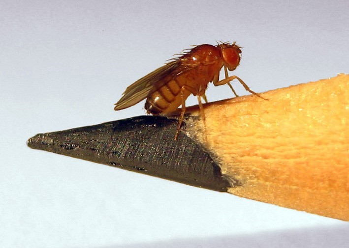 Drosophila fly on pencil