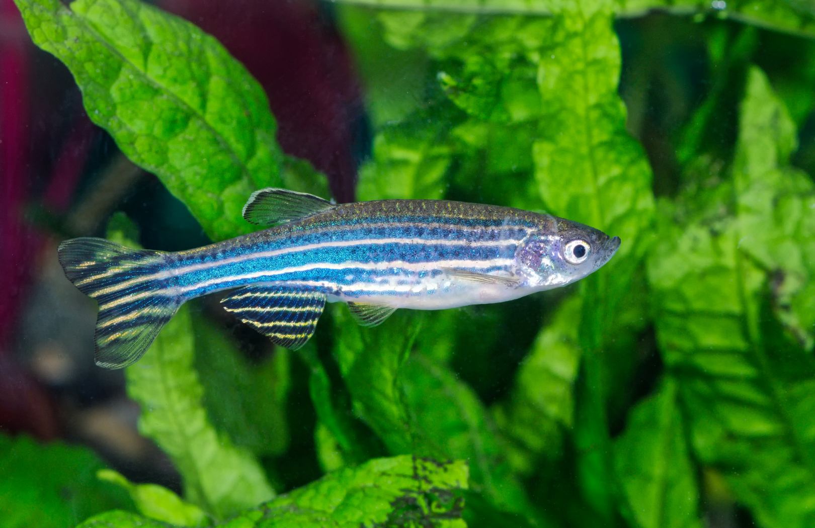 zebrafish