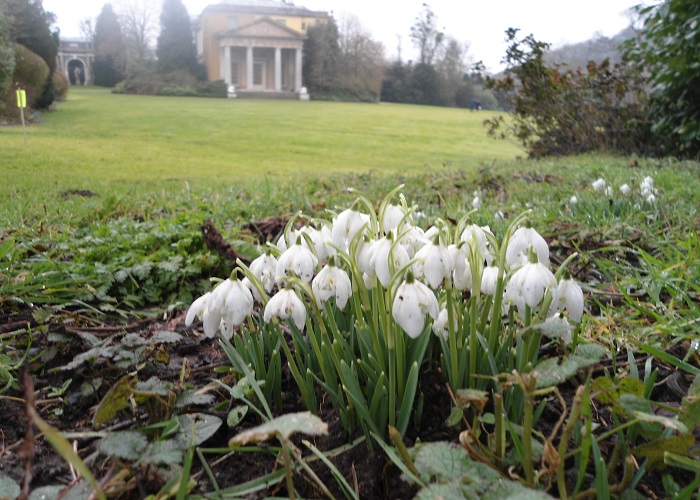 Snowdrops at West Wycombe Park