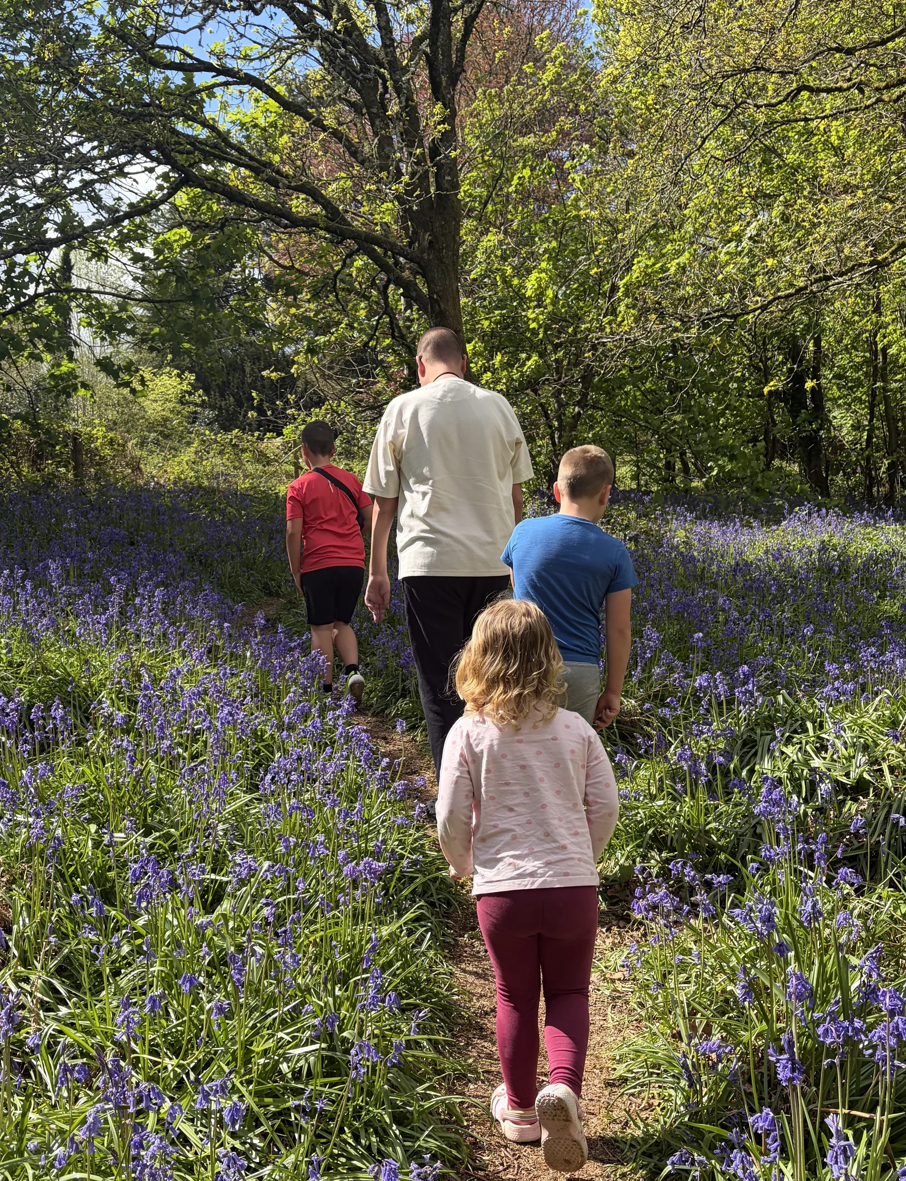 a family walking with their backs facing us through a bluebell wood